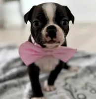 Lulu, a female Boston Terrier for sale in Naples, FL – 3 of 9