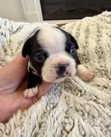 Rocky, a male Boston Terrier for sale in Naples, FL – 3 of 6