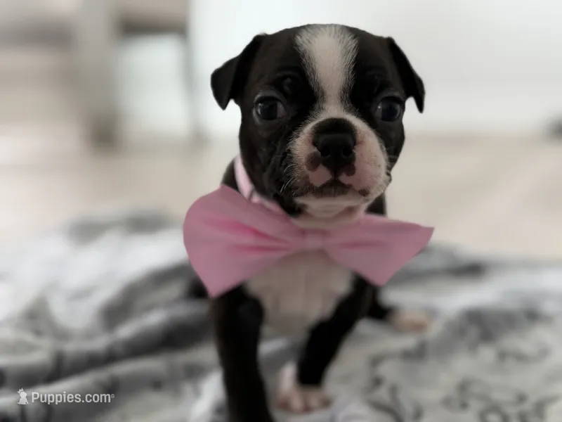 Lulu – Boston Terrier puppy for sale in Naples, FL