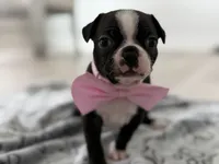Lulu, a female Boston Terrier for sale in Naples, FL – 1 of 9