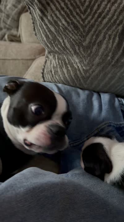 Rocky, a male Boston Terrier for sale in Naples, FL – 6 of 6