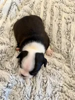 Dani, a male Boston Terrier for sale in Naples, FL – 5 of 6