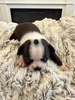 Lili, a female Boston Terrier for sale in Naples, FL – 5 of 8