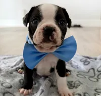 Rocky, a male Boston Terrier for sale in Naples, FL – 4 of 6