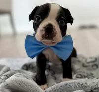 Dani, a male Boston Terrier for sale in Naples, FL – 4 of 6