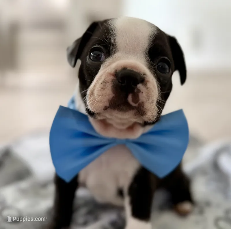 Rocky – Boston Terrier puppy for sale in Naples, FL