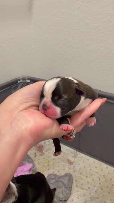 Lulu, a female Boston Terrier for sale in Naples, FL – 8 of 9