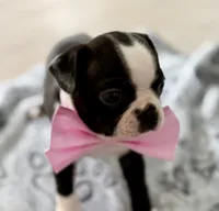 Lili, a female Boston Terrier for sale in Naples, FL – 6 of 8