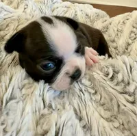 Lili, a female Boston Terrier for sale in Naples, FL – 2 of 8