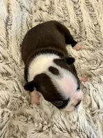 Lili, a female Boston Terrier for sale in Naples, FL – 3 of 8