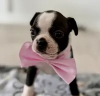 Lili, a female Boston Terrier for sale in Naples, FL – 4 of 8