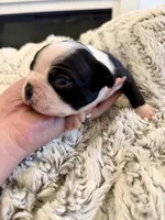 Dani, a male Boston Terrier for sale in Naples, FL – 3 of 6