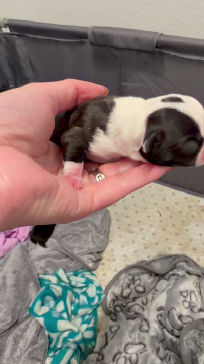 Lili, a female Boston Terrier for sale in Naples, FL – 8 of 8