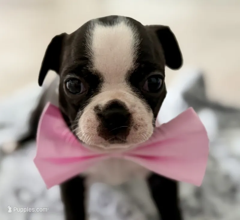 Lili – Boston Terrier puppy for sale in Naples, FL