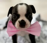 Lili, a female Boston Terrier for sale in Naples, FL – 1 of 8