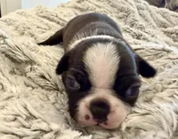 Lulu, a female Boston Terrier for sale in Naples, FL – 6 of 9