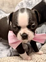 Lili, a female Boston Terrier for sale in Naples, FL – 7 of 8