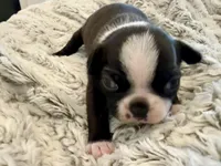 Lulu, a female Boston Terrier for sale in Naples, FL – 4 of 9