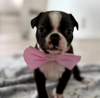 Lulu, a female Boston Terrier for sale in Naples, FL – 2 of 9