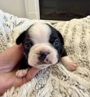 Rocky, a male Boston Terrier for sale in Naples, FL – 2 of 6