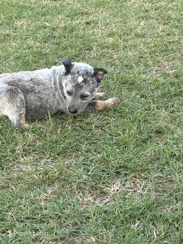 Male 2 – Australian Cattle Dog puppy for sale in Sasakwa, OK