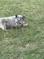 Male 2, a female Australian Cattle Dog for sale in Sasakwa, OK – 1 of 1