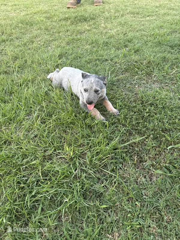 Females 2  – Australian Cattle Dog puppy for sale in Sasakwa, OK