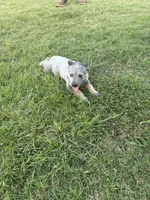 Females 2 , a female Australian Cattle Dog for sale in Sasakwa, OK – 1 of 3