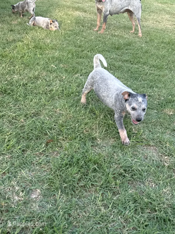 Female 3 – Australian Cattle Dog puppy for sale in Sasakwa, OK