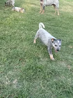 Female 3, a female Australian Cattle Dog for sale in Sasakwa, OK – 1 of 1