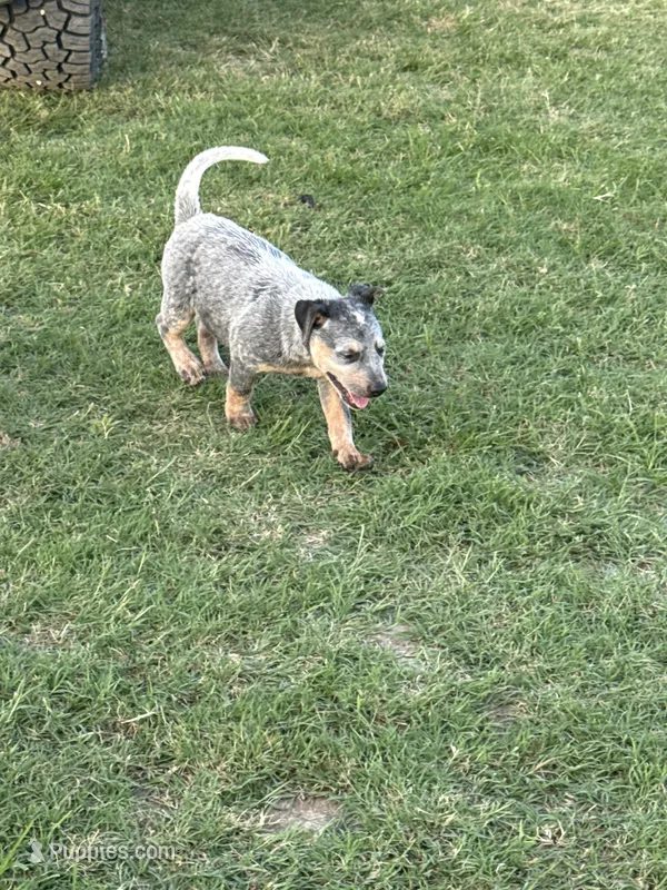 Blue Heeler Male 1 – Australian Cattle Dog puppy for sale in Sasakwa, OK