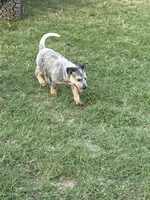 Blue Heeler Male 1, a male Australian Cattle Dog for sale in Sasakwa, OK – 1 of 1