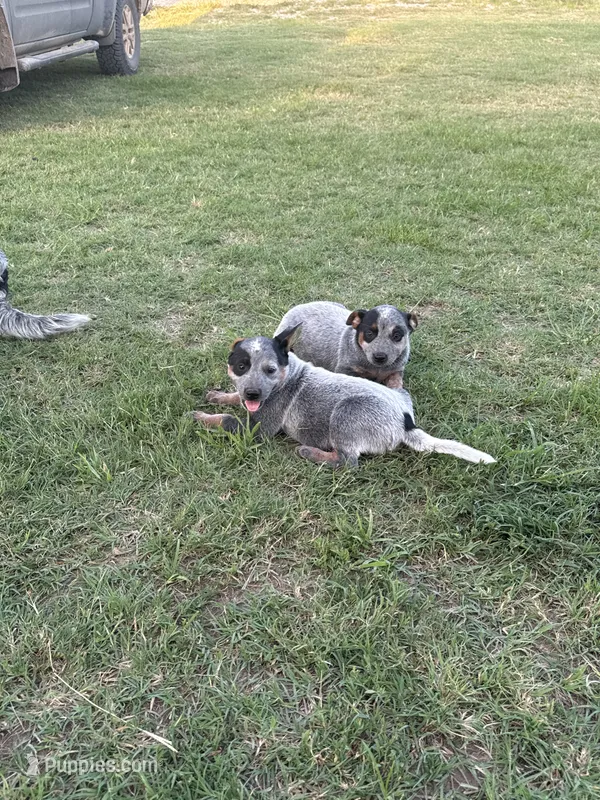 Female 5 – Australian Cattle Dog puppy for sale in Sasakwa, OK