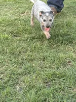 Females 2 , a female Australian Cattle Dog for sale in Sasakwa, OK – 2 of 3
