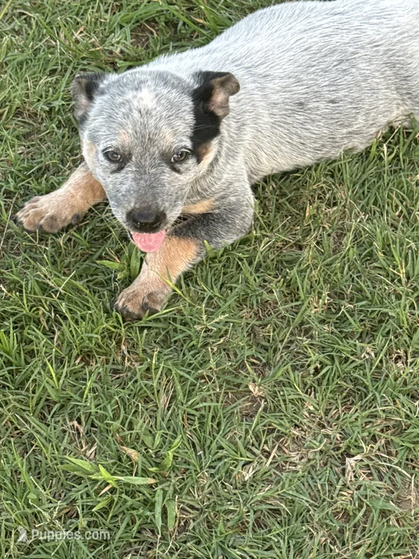 Female 4 – Australian Cattle Dog puppy for sale in Sasakwa, OK