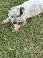 Female 4, a female Australian Cattle Dog for sale in Sasakwa, OK – 1 of 1