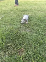 Females 2 , a female Australian Cattle Dog for sale in Sasakwa, OK – 3 of 3