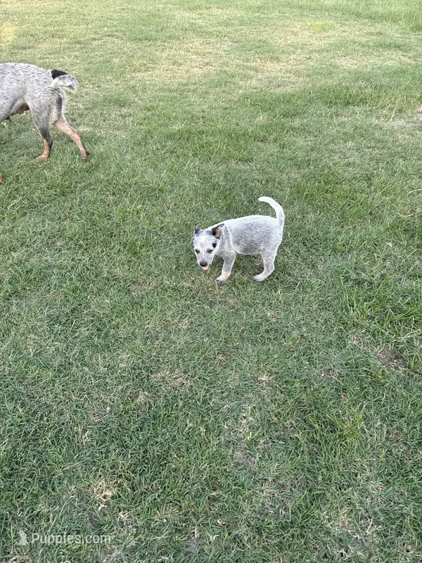 Female number 1 – Australian Cattle Dog puppy for sale in Sasakwa, OK