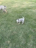 Female number 1, a male Australian Cattle Dog for sale in Sasakwa, OK – 1 of 1