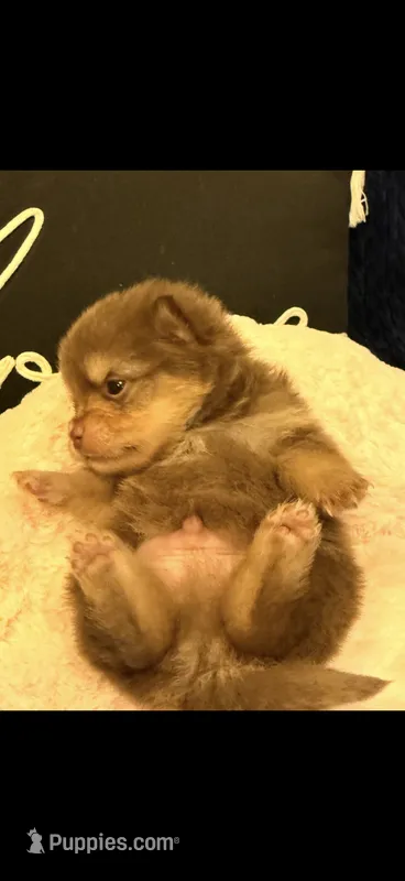 Ganache  – Pomeranian puppy for sale in Jackson Township, NJ
