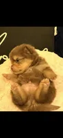 Ganache , a male Pomeranian for sale in Jackson Township, NJ – 1 of 2