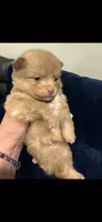 Rollo, a male Pomeranian for sale in Jackson Township, NJ – 1 of 3