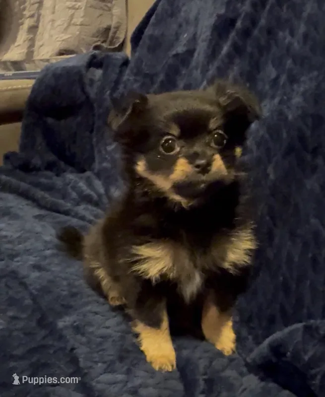 Sandy  – Pomeranian puppy for sale in Jackson Township, NJ