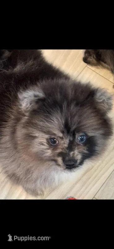 Waylon  – Pomeranian puppy for sale in Jackson Township, NJ