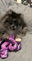 Waylon , a male Pomeranian for sale in Jackson Township, NJ – 2 of 3