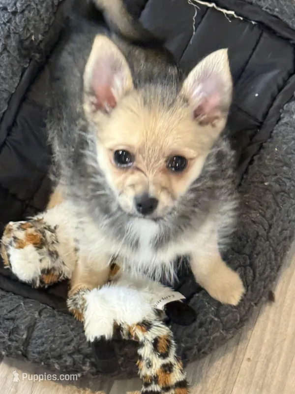 Frenchie  – Pomeranian puppy for sale in Jackson Township, NJ