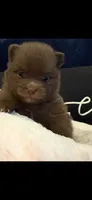 Moose , a male Pomeranian for sale in Jackson Township, NJ – 2 of 2