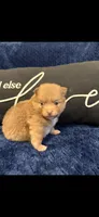 Rollo, a male Pomeranian for sale in Jackson Township, NJ – 2 of 3