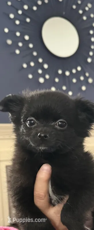 Rizzo  – Pomeranian puppy for sale in Jackson Township, NJ