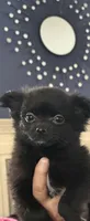 Rizzo , a female Pomeranian for sale in Jackson Township, NJ – Photo 1 of 2